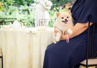 【10月木曜日限定】わんちゃんと楽しむテラスランチ
